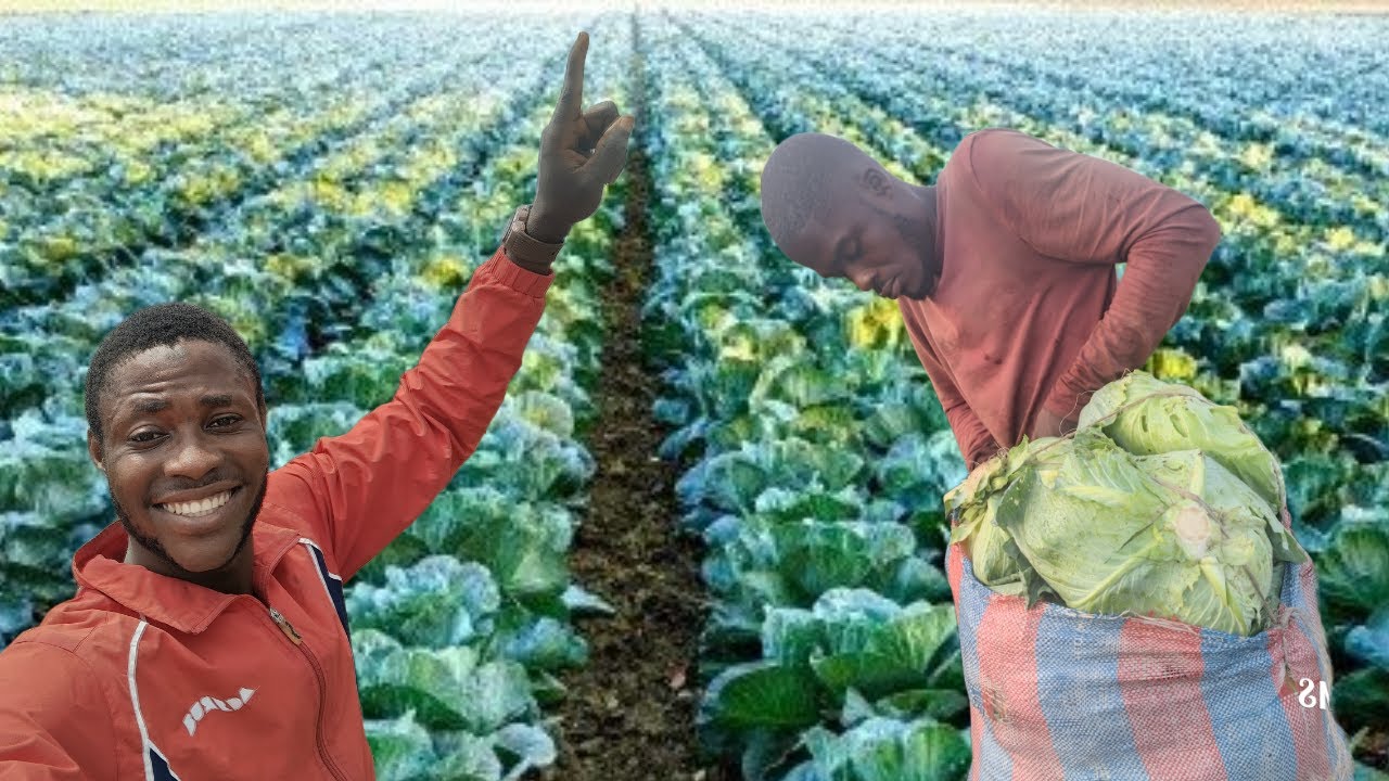 The Top Secret in Cabbage farming(Brassica). Watch for a successful production to avoid head losses.