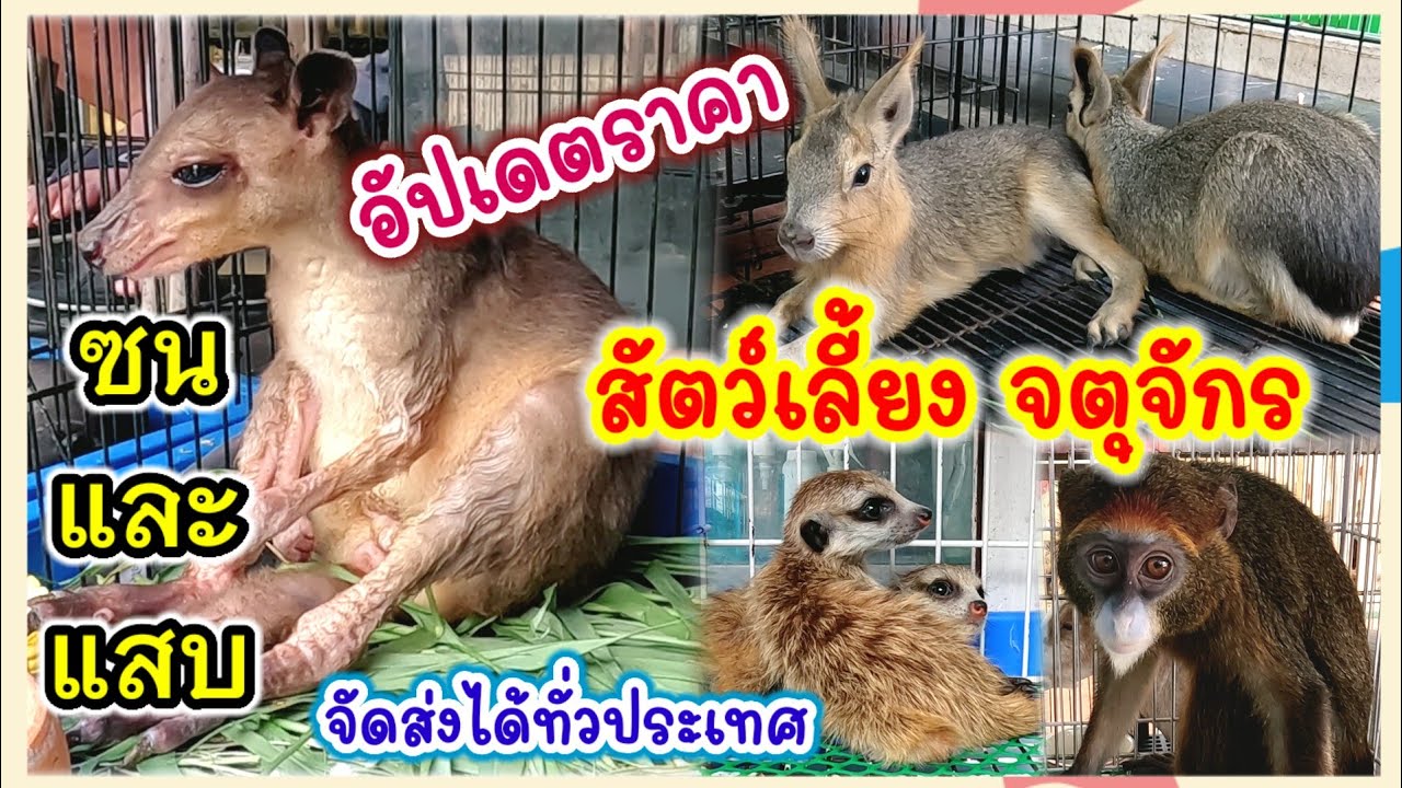 อัปเดตราคา สัตว์เลี้ยงจตุจักร ทั้งแสบและซน ร้านแม่ภา จัดส่งได้ทั่วประเทศ