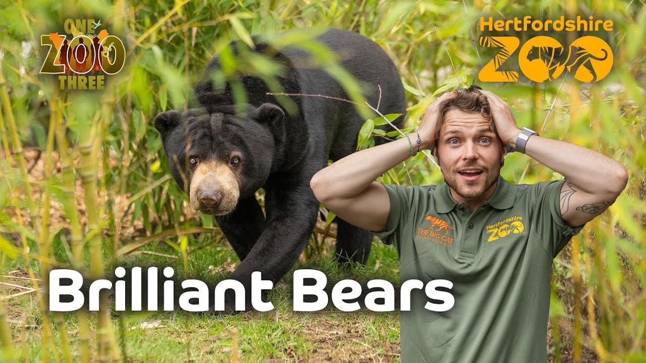 Brilliant Bear Enrichment! 🐾 | One Zoo Three