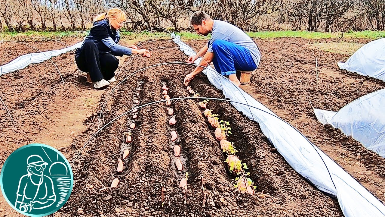 🍠 Выращивание батата без рассады 🌱 Посадка батата клубнями в парник 🔍 Эксперимент