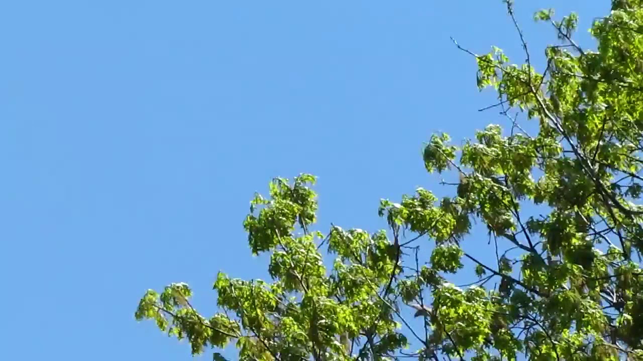 Red tailed hawk Flying