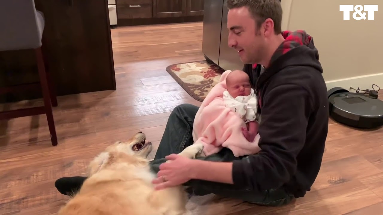 Golden Retriever Meets New Baby