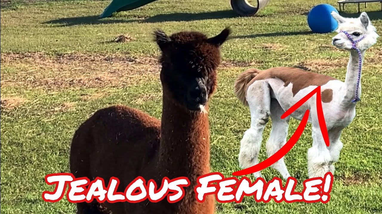 Jealous Female Alpaca Shuts Her Man Down!