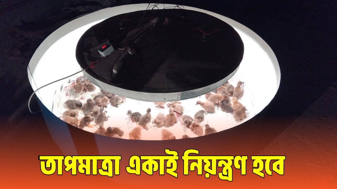 একাই নিয়ন্ত্রণ হবে তাপমাত্রা।।অটোমেটিক ব্রুডার। ব্রুডিং পদ্ধতি।। ব্রুডিং করার নিয়ম।।
