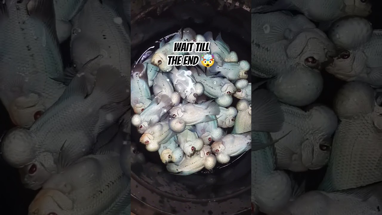 THAISILK FLOWERHORN 😱| FLOWERHORN ADDA |BANGALORE #thaisilk  #trending #shorts