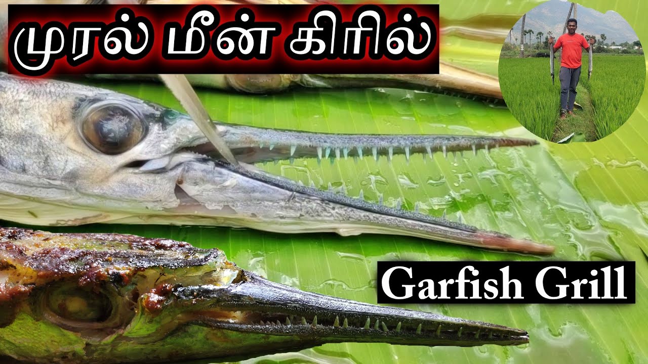 Fish Grill Recipe in Tamil | Village Cooking | Fish Barbeque in Tamil | Garfish Recipe |Grilled Fish