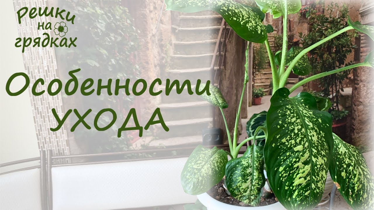 ДИФФЕНБАХИЯ УХОД В ДОМАШНИХ УСЛОВИЯХ Dieffenbachia