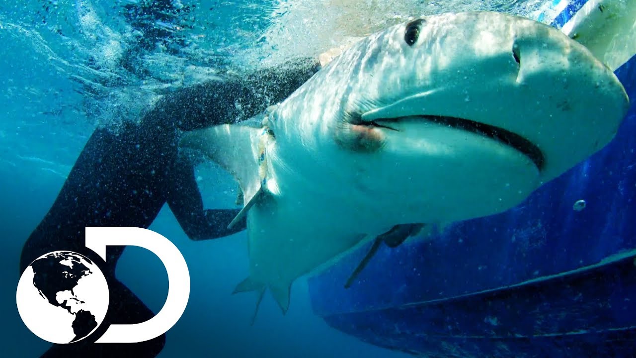 Los encuentros con tiburones más emocionantes | Discovery Latinoamérica