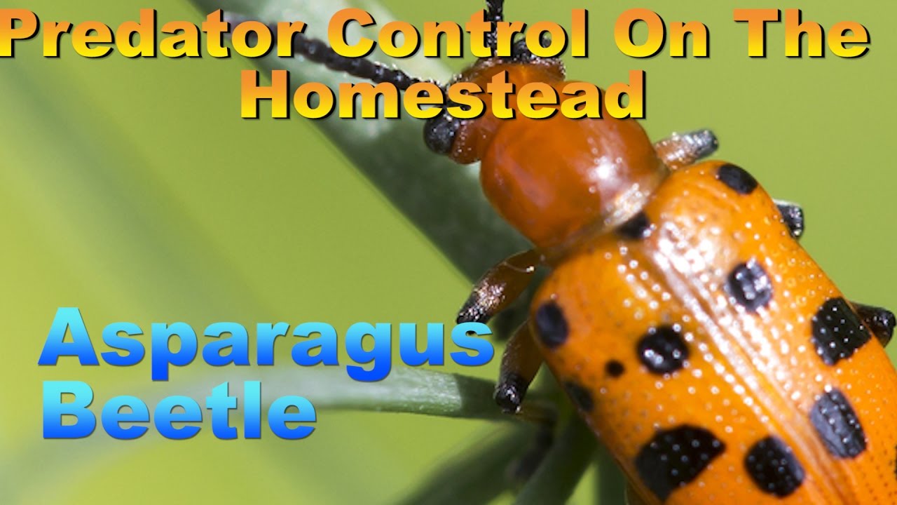 Predator Control on the Homestead: Asparagus Beetle