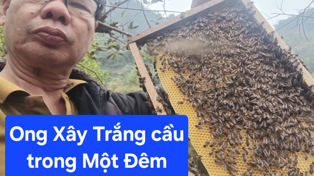 KINH NGẠC ONG XÂY CẦU TRONG 1 ĐÊM MỒNG 2 TẾT(NINH PHƯƠNG KIỀM CHỨNG)