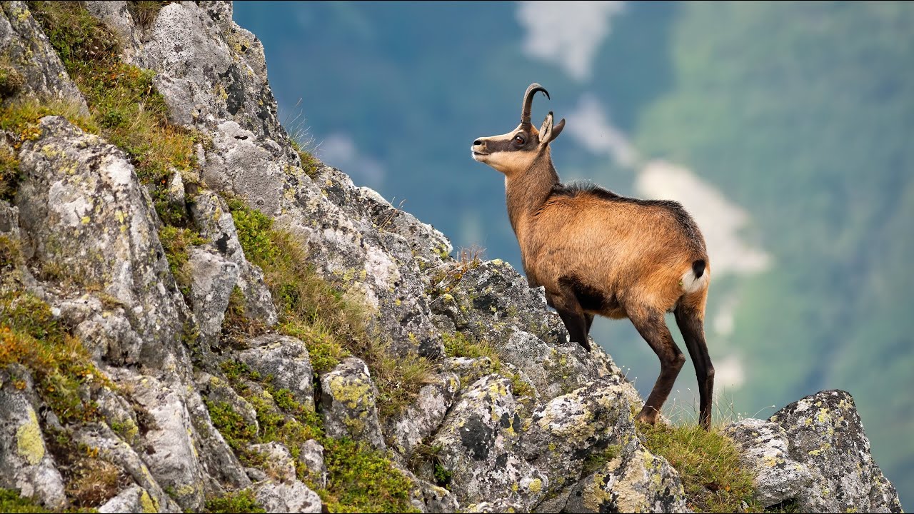 10 Wild Animals in Poland