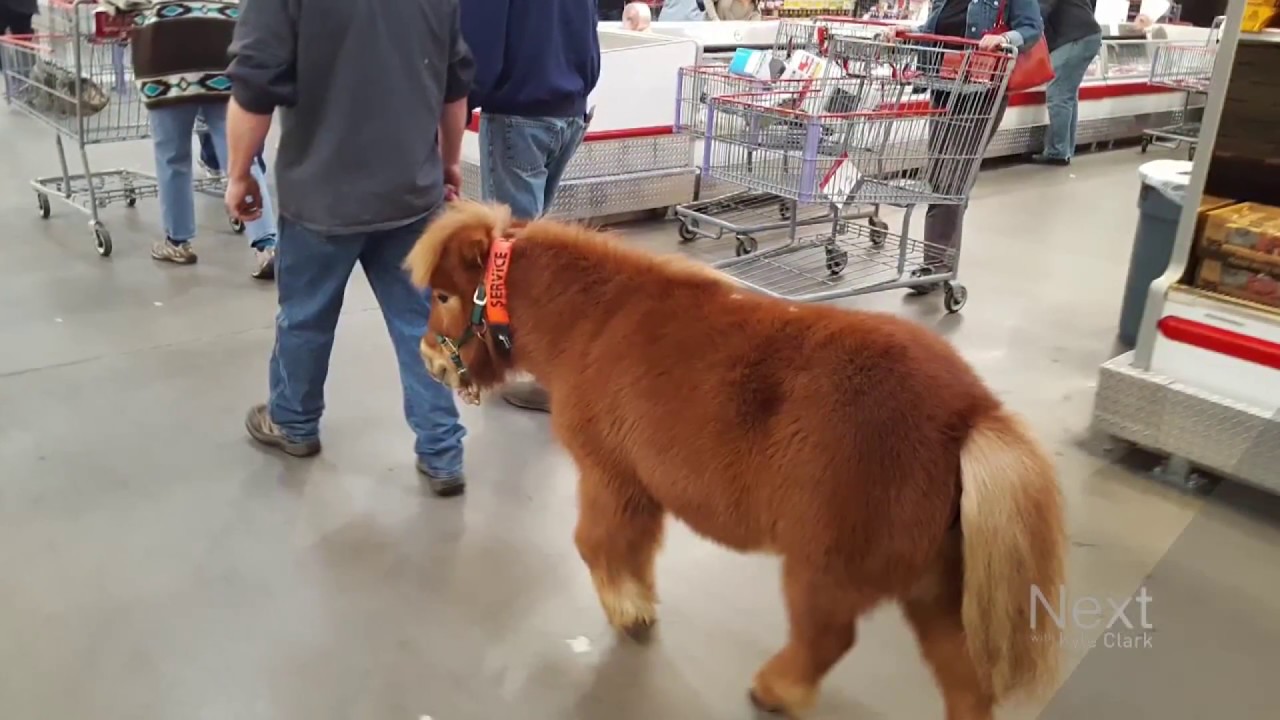 Mini-horses are this man's service animal of choice