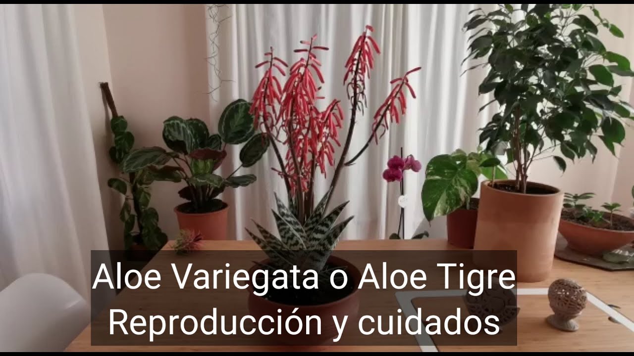 Descubre el más curioso de los aloes, el Aloe Variegata o Aloe Tigre😍