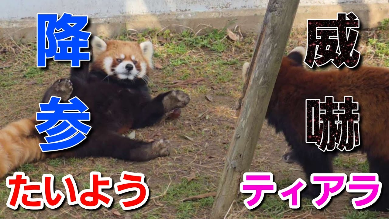 【レッサーパンダのティアラに降参する　たいよう、大喧嘩するライトと　かのこ、他・・・】～Nishiyama Zoo red pandas～