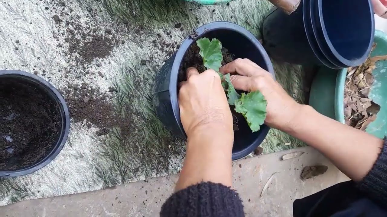 Ban thung Syntiew sying (geraniums)ha kane ka por. .........#first video