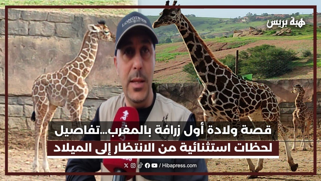 قصة ولادة أول زرافة بالمغرب…تفاصيل لحظات استثنائية من الانتظار إلى الميلاد