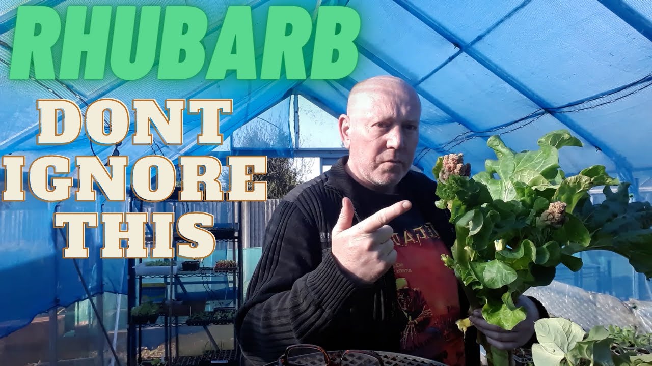 Выращиваете ревень? Сделайте это [Садовый участок в Великобритании] Выращивание овощей и цветов дома
