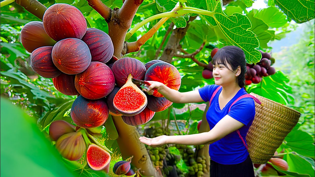 299 Days of Waiting — Harvesting Ripe Mountain Acorns & Cooking Delicious Soft Tofu