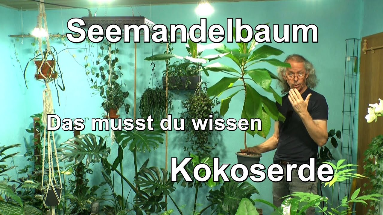 Seemandelbaum Zimmerpflanze umpflanzen und Kokoserde brauchbar machen Anwendung Hinweis