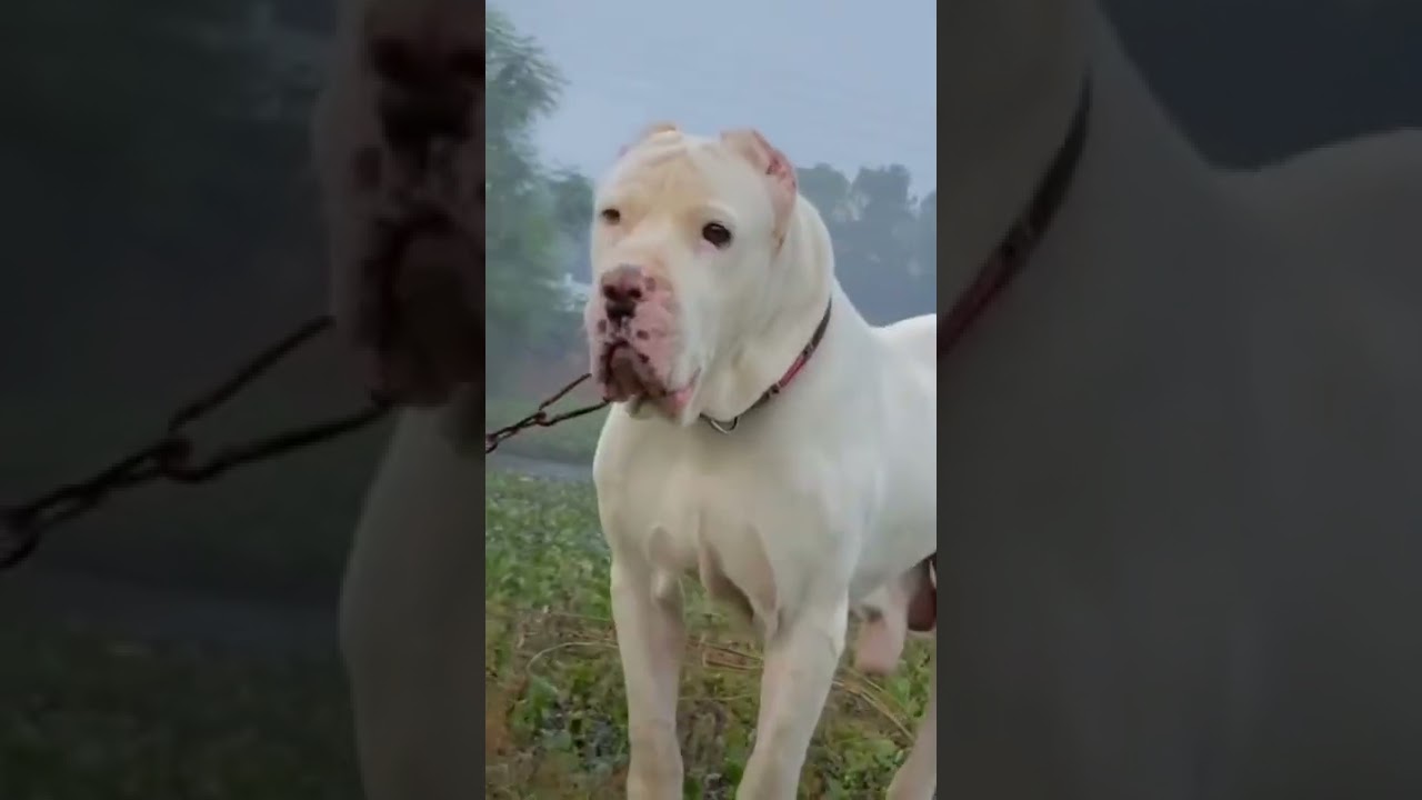 Full white Pakistani bully