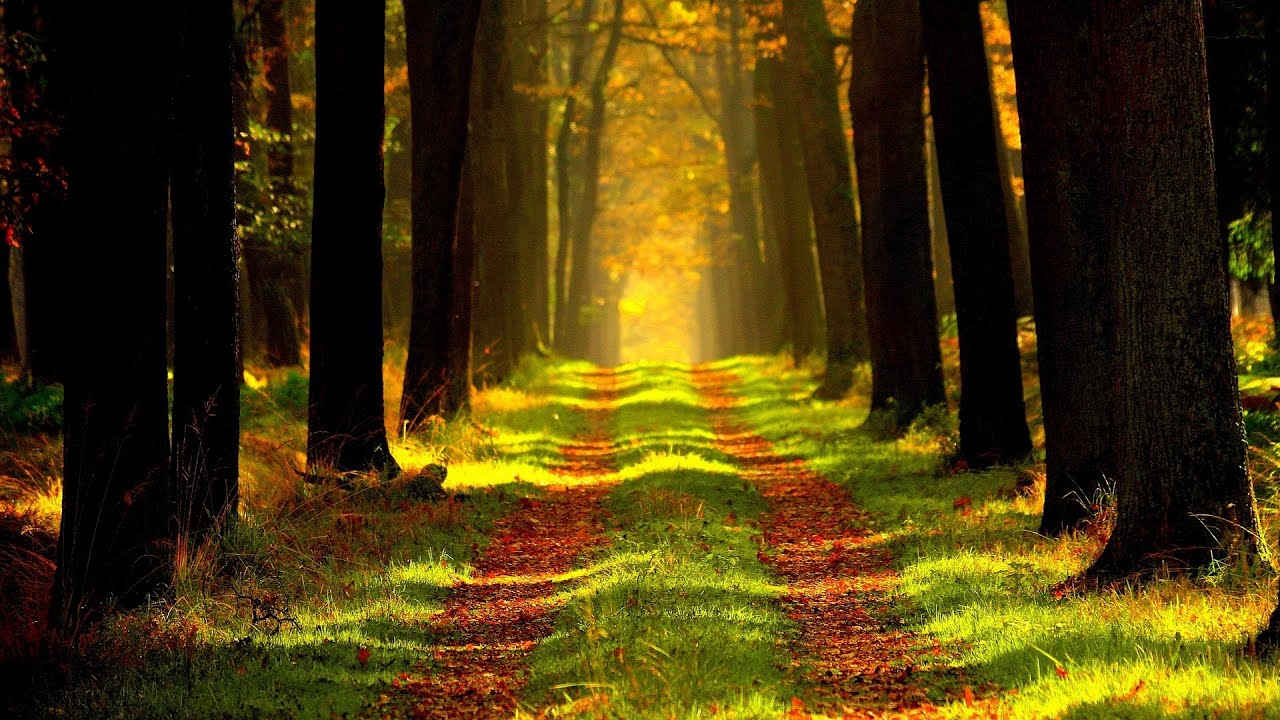 Forest Sounds | Relaxing Meditation Music Woodland Ambience, Bird Song