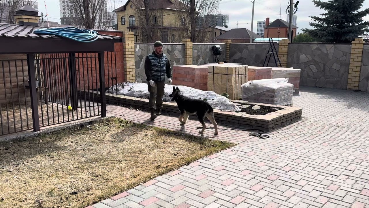 554. Возвращение в вольер по команде, дрессировка.