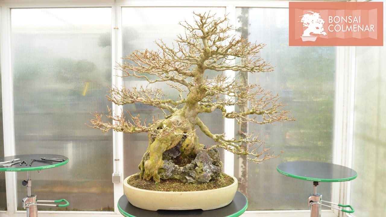 Poda de ishizuke arce buergerianum - Bonsai Colmenar