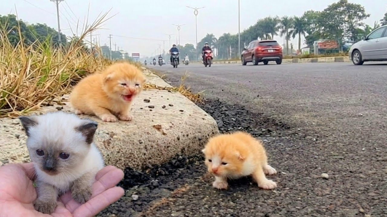 the smallest kittens meow, Find the mother cat, We have rescued! many of the smalles cute