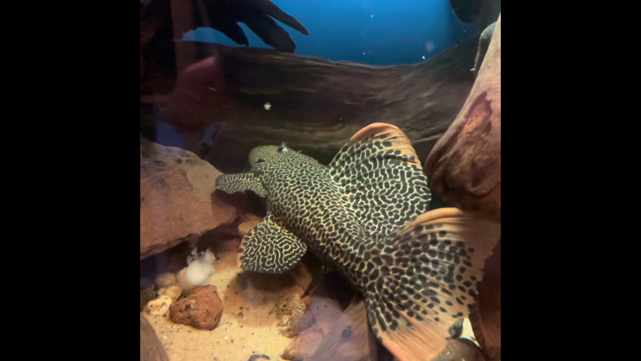 Pseudocanthicus leopardus L114 cactus pleco