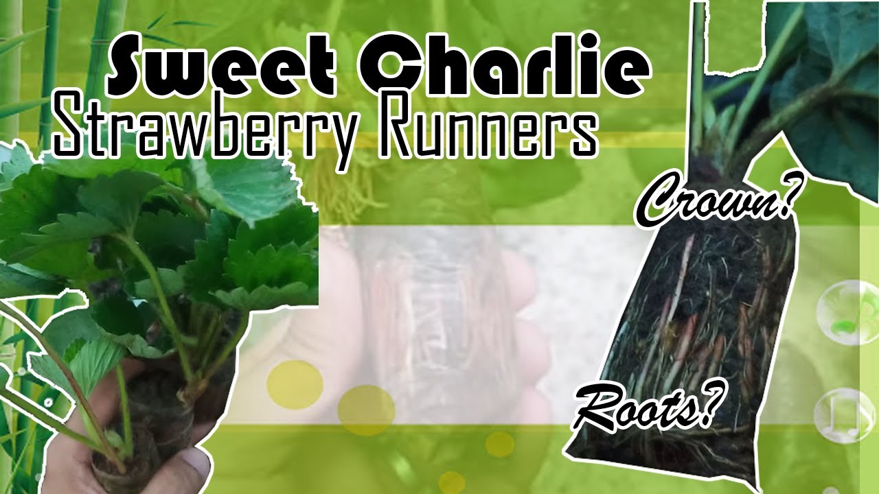 Sweet Charlie | Strawberry Runners | Sneak Preview | Transplanting