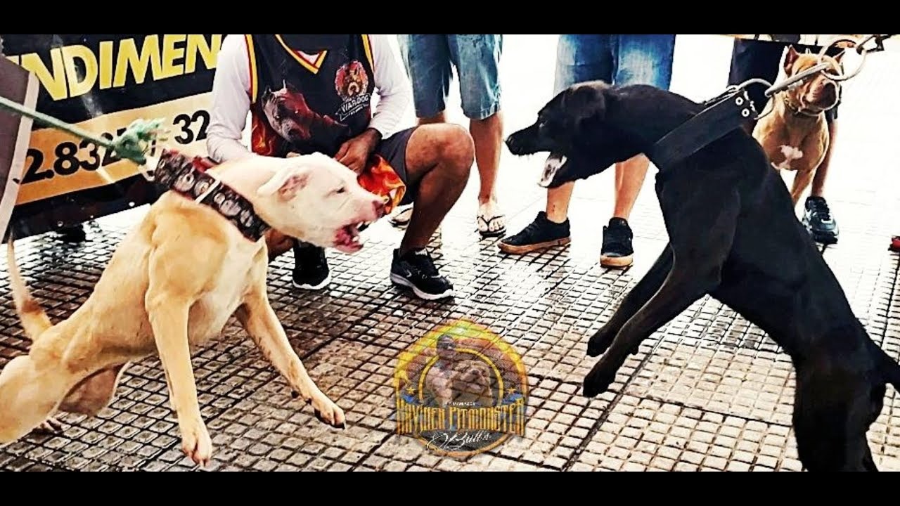 Ужасная драка в споре питбулей - этот трек был потрясающим!!! 3rd Bull's SJM Team Часть 2