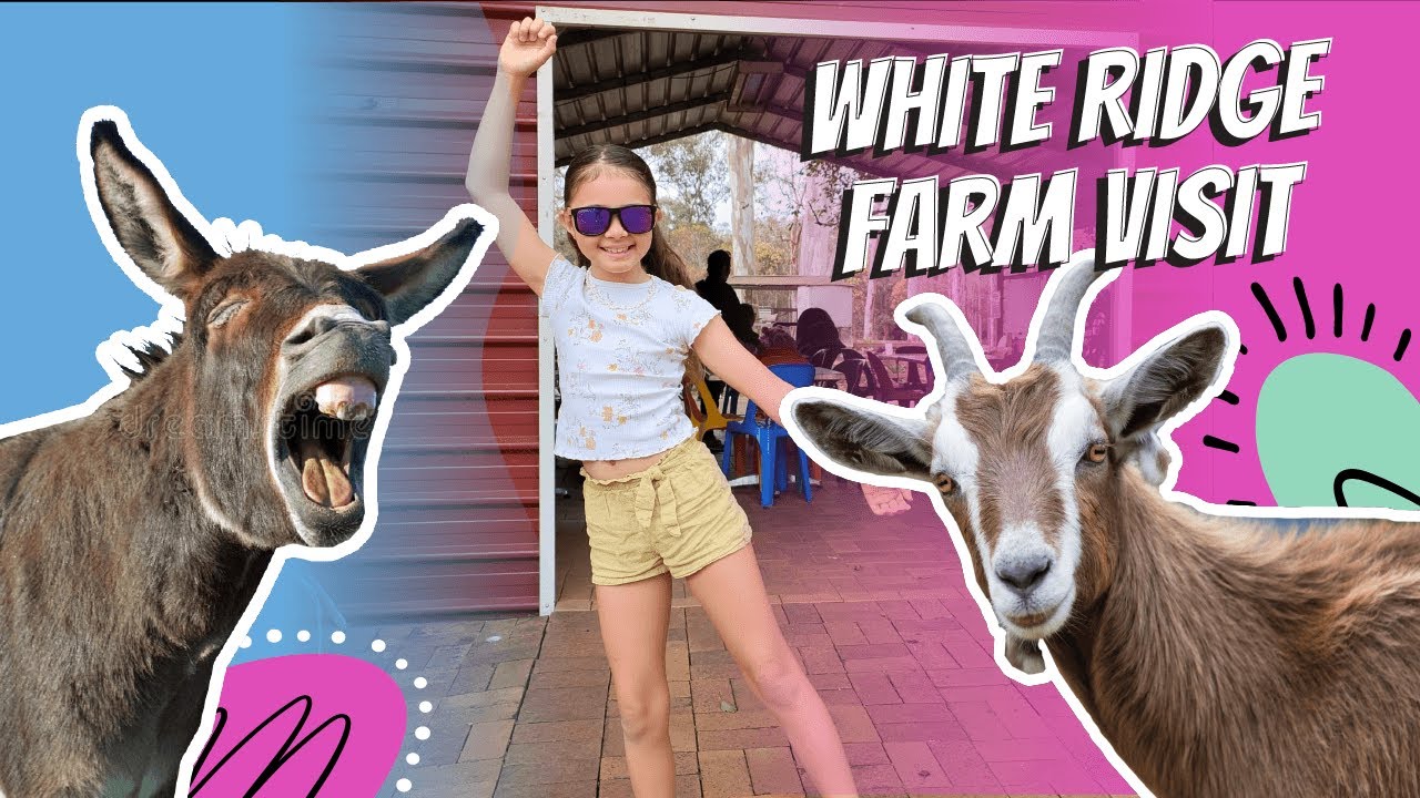 Best Petting Zoo Farm in Brisbane, White Ridge Farm - Crazy Cows?