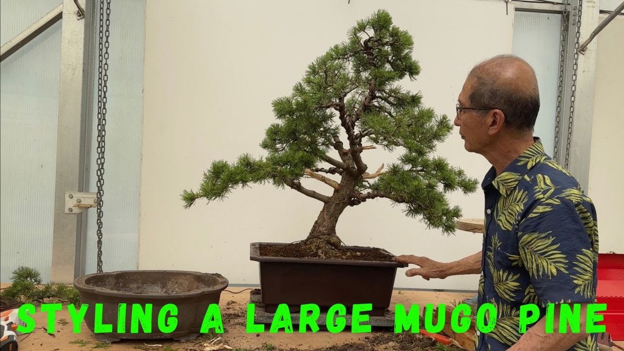 Styling A Large Mugo Pine