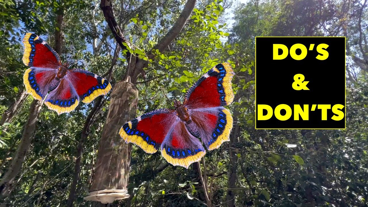 BUTTERFLY BAIT TRAP PLACEMENT IDEAS