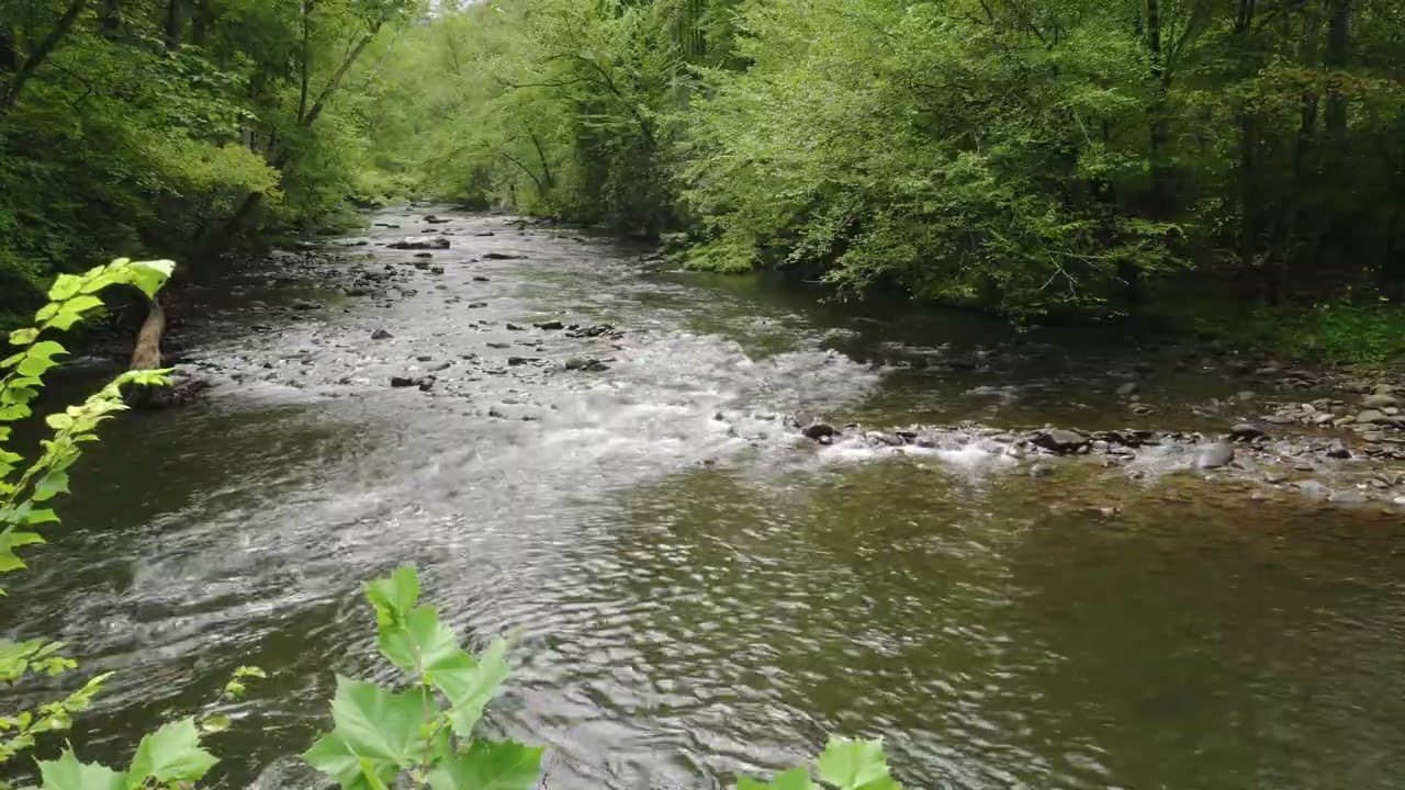 The last in the series of the Smoky Mountains National Park Stream (4K) ,No Birds