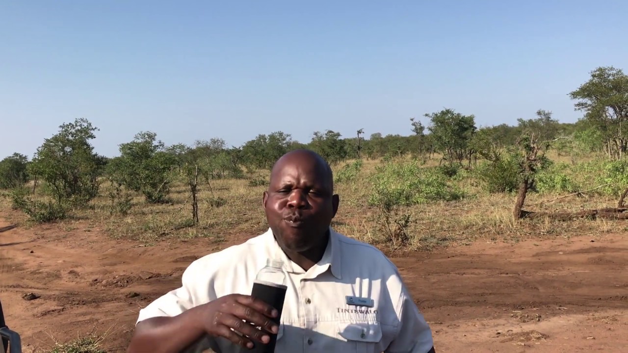 Foster Eats Elephant Dung! (Because it's good for you)