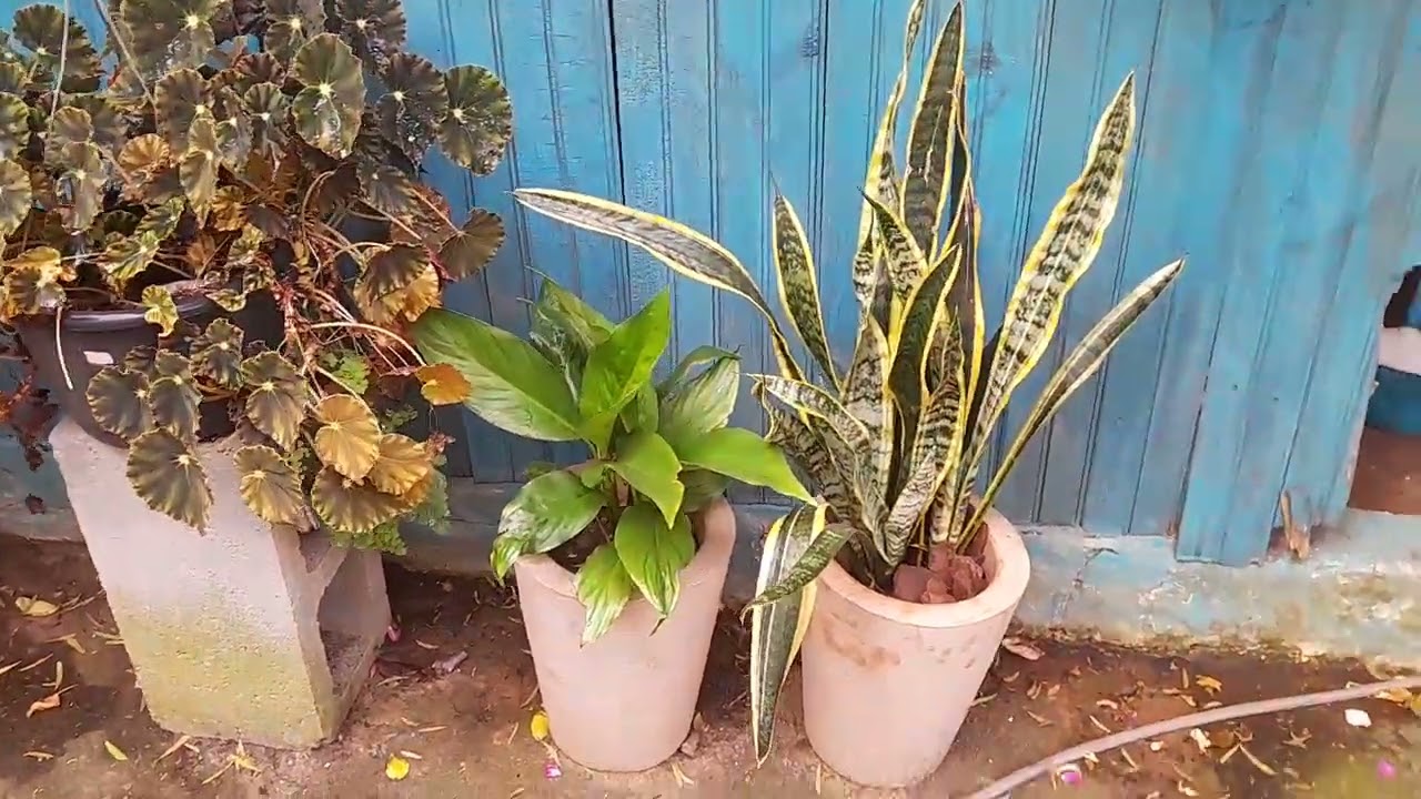O vento quebrou minha arvorezinha.