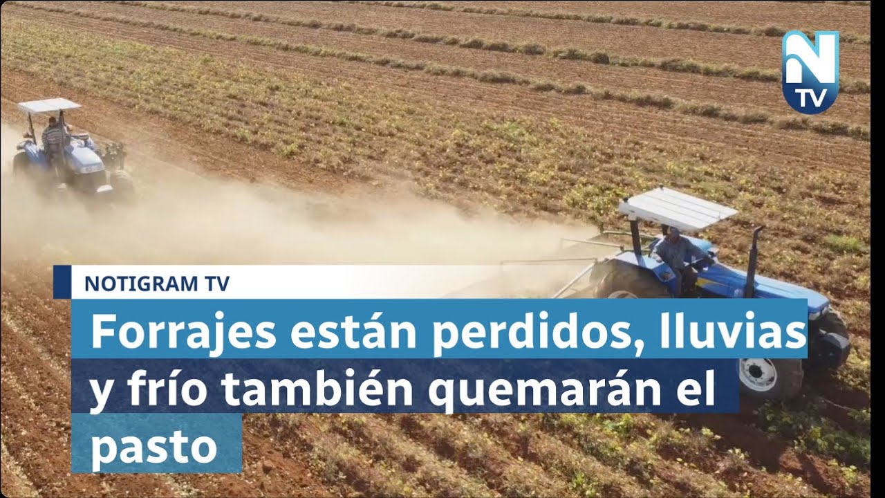 Forrajes están perdidos, lluvias y frío también quemarán el pasto