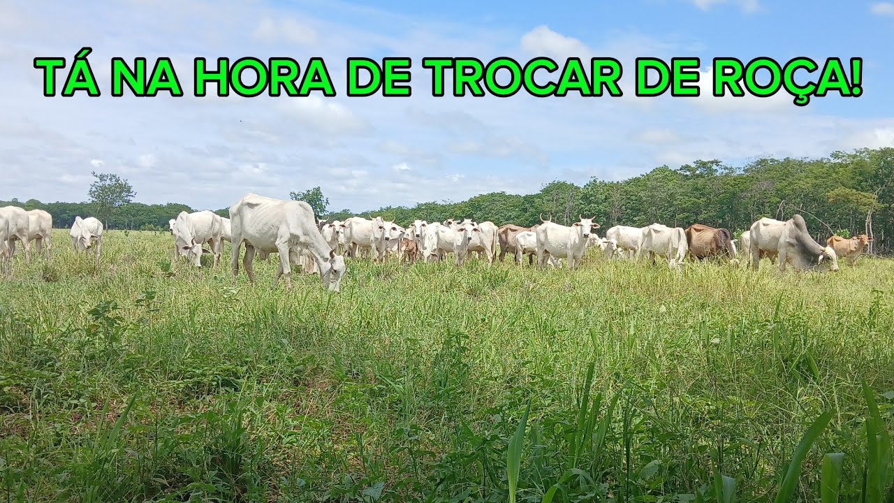 AS VANTAGENS DE CRIAR VACAS.
