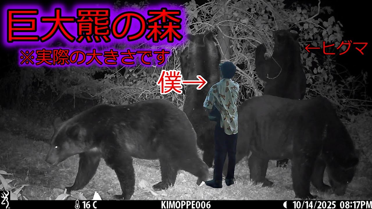 【巨大羆の森】クマの大好物の前にカメラ仕掛けたら巨大な羆が現れました！