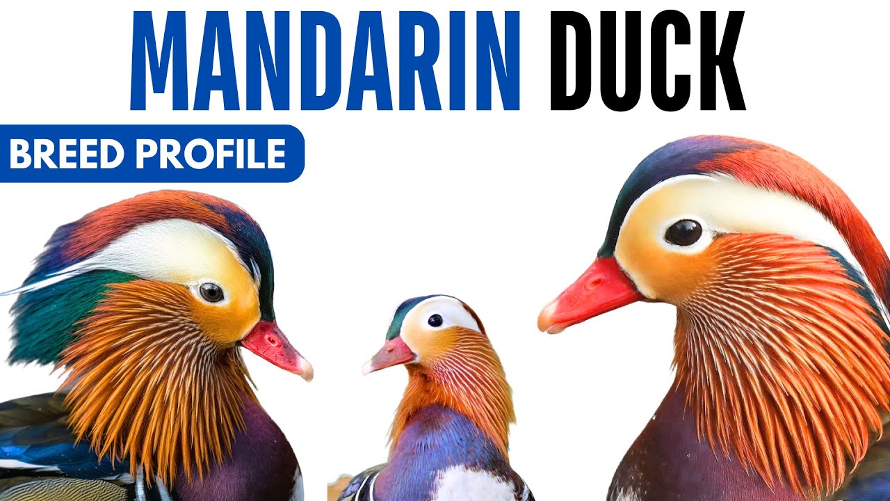 Mandarin Duck Breed Profile History Health Issues - Mandarin Duck Egg Ratio Lifespan