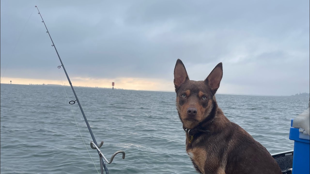 Drifting for Flathead On Corio bay