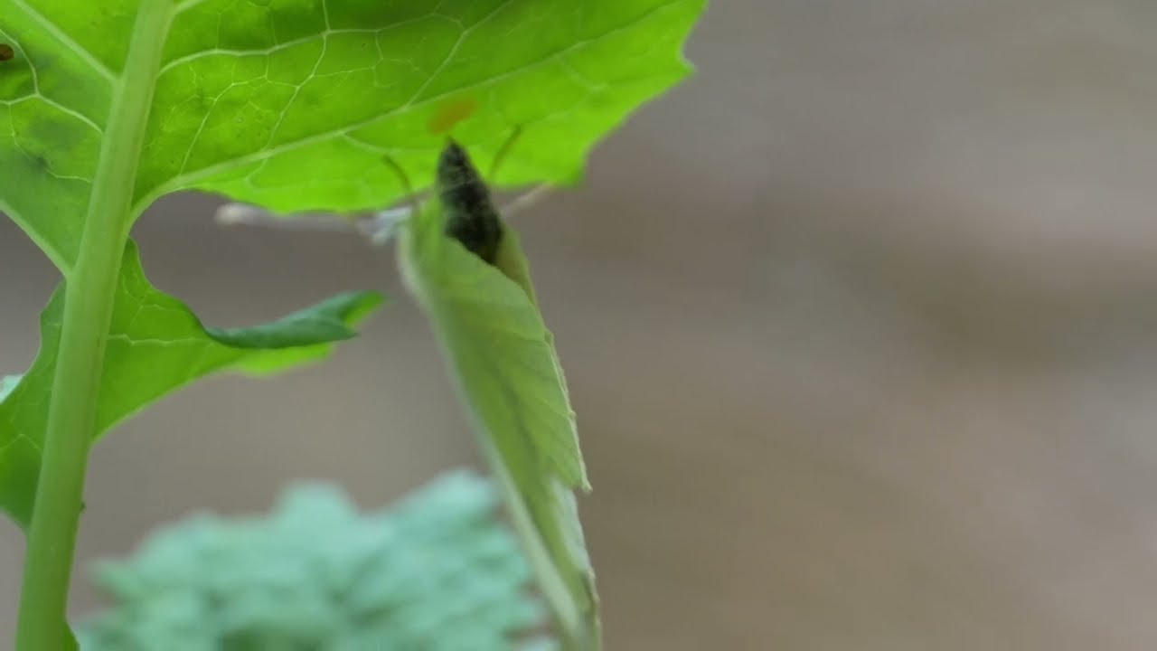 Butterfly Egg-Laying in 4K Slow Motion| Creepy Beautiful Oviposition