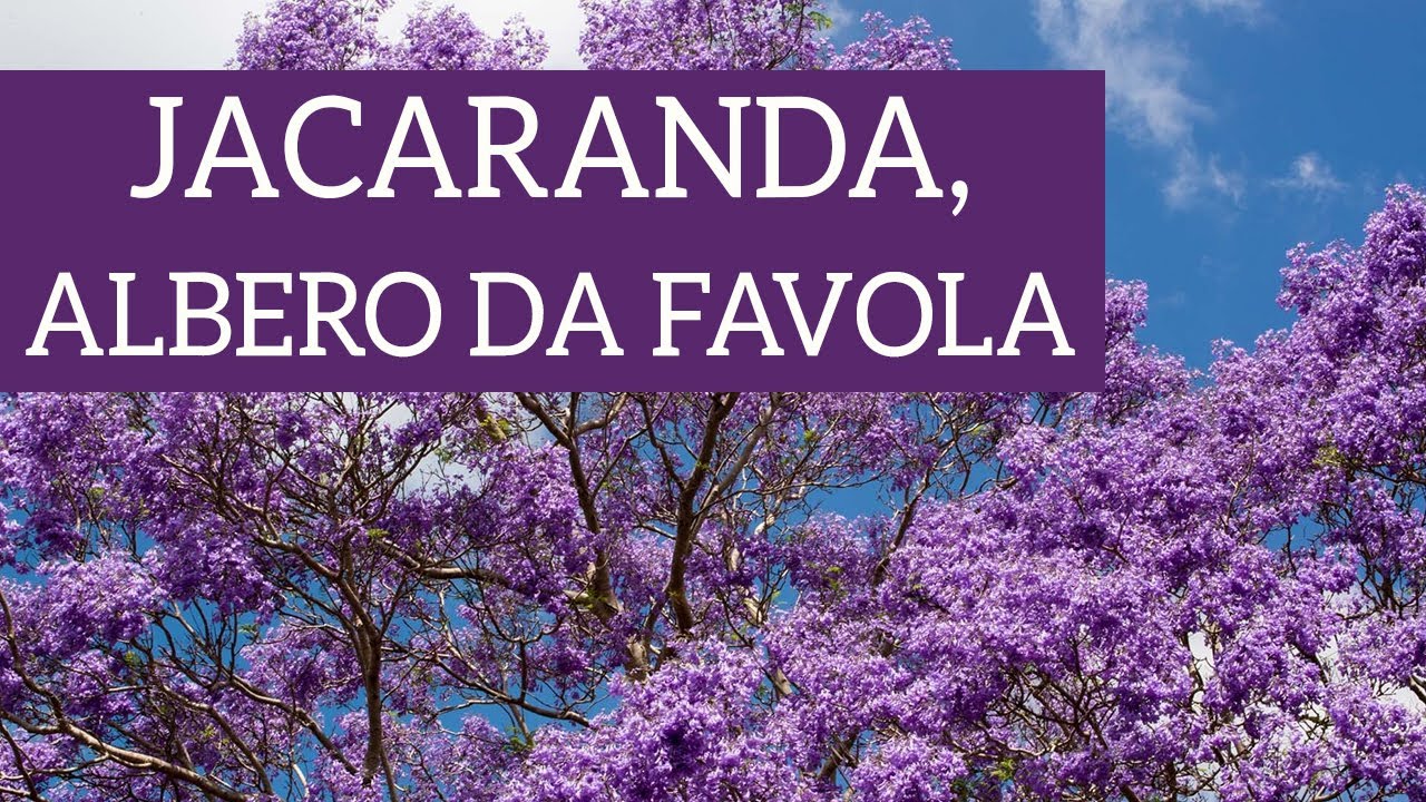 Jacaranda, come prendersi cura di una favola di pianta!