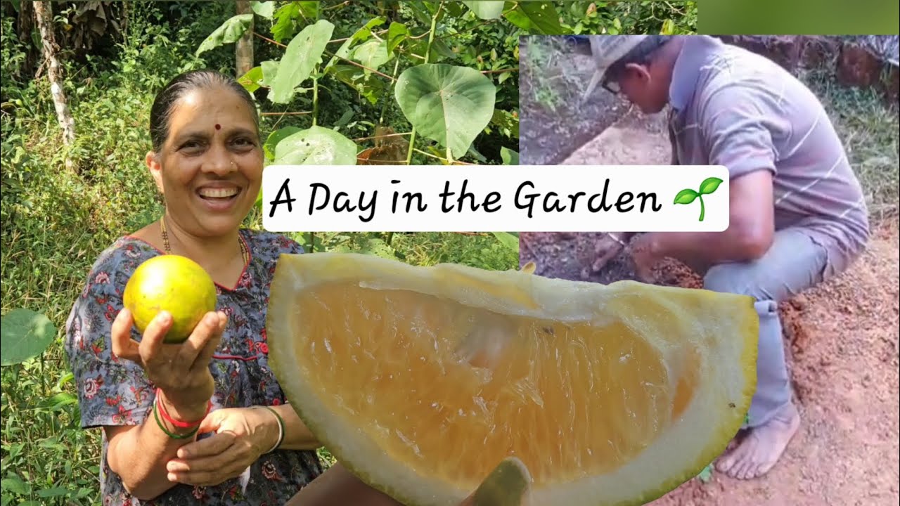 A Day in the Garden | Growing Vegetables & Plucking Fresh Fruits #viralvideo #fruit #nature 