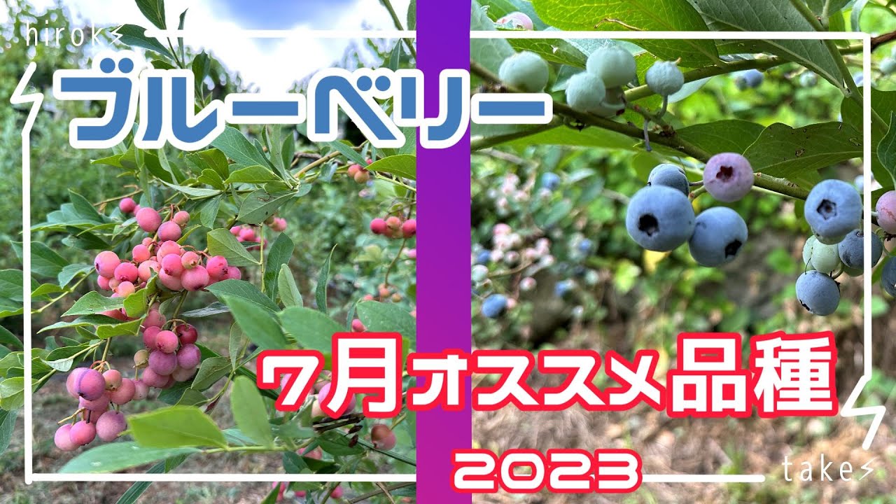 ブルーベリー７月収穫おすすめ品種（ラビットアイ2023版）