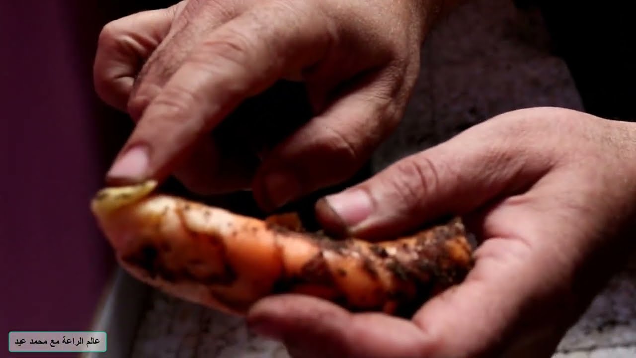زراعة الكركم من البداية حتى الحصاد  |   How to grow turmeric in a pot