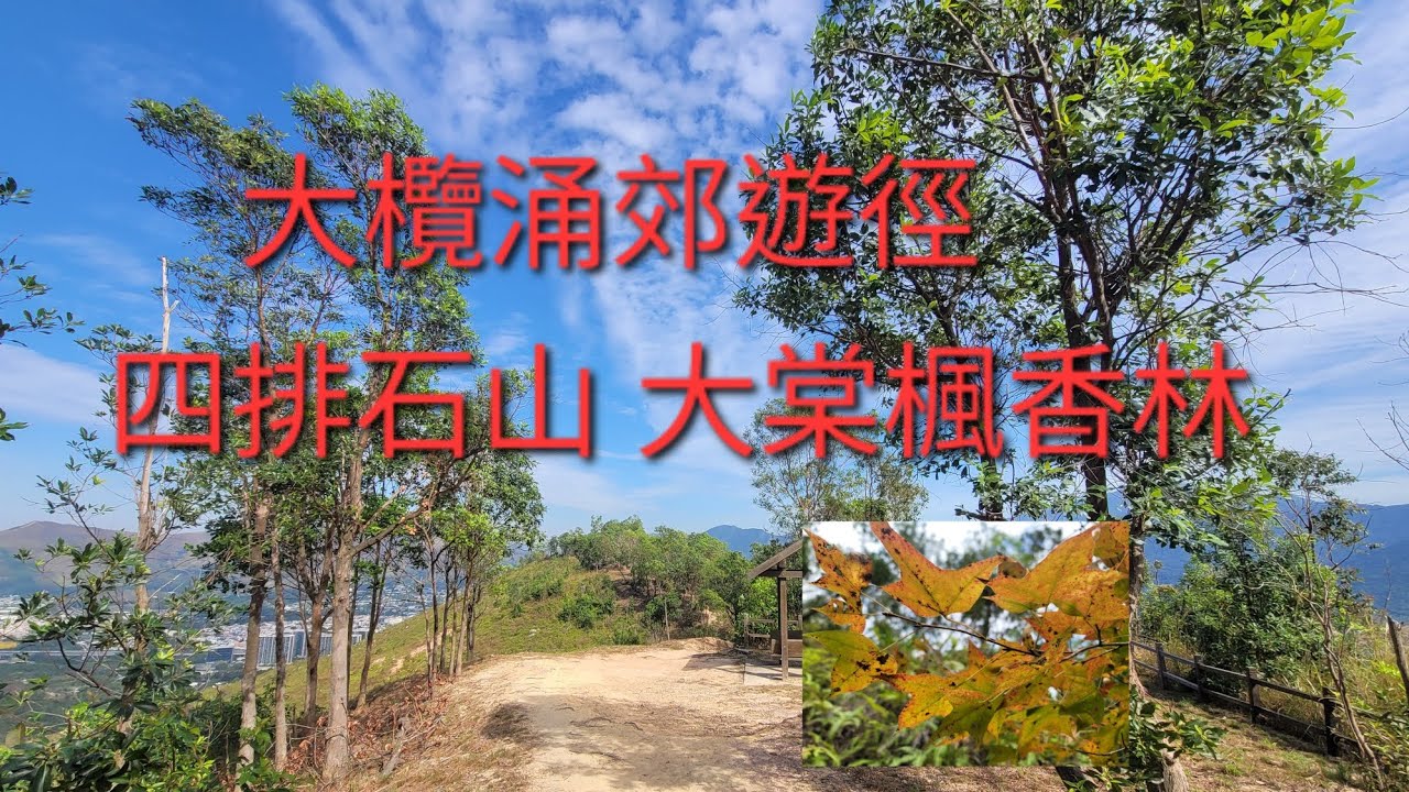 11月21日： 大欖涌郊遊徑 大棠楓香林（開始變色）