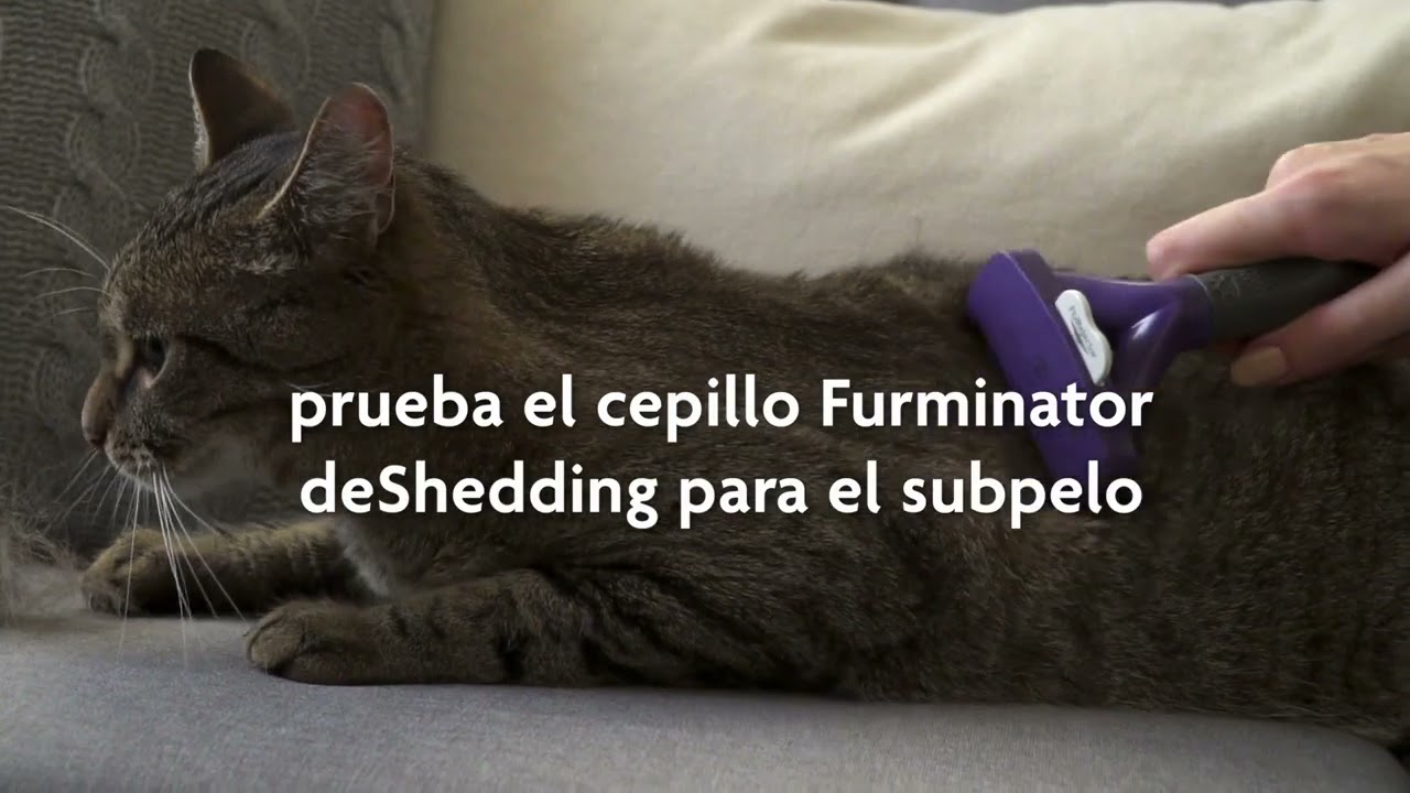 Furminator Undercoat MD LG Cat Short hair   Gatos medianos y grandes de pelo corto