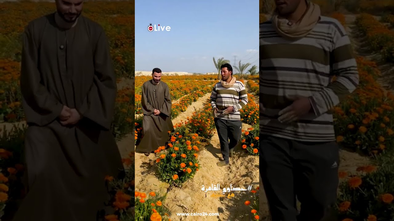 بيدخّل دهب للفلاح.. حكاية محصول عباد القمر وطريقة زراعته وتصديره لأوروبا